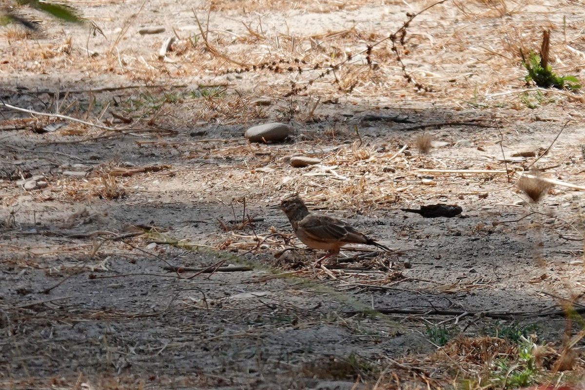 עפרוני מצויץ - ML641871362