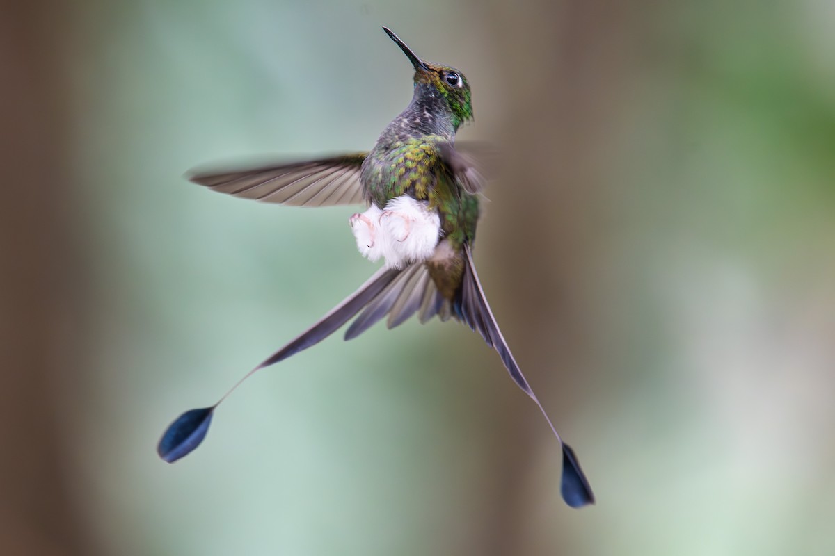 White-booted Racket-tail - ML641871384