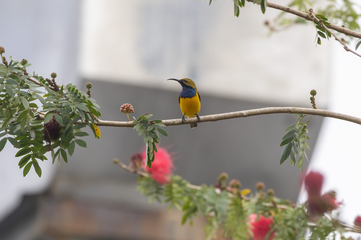 Sahul Sunbird - ML641871387