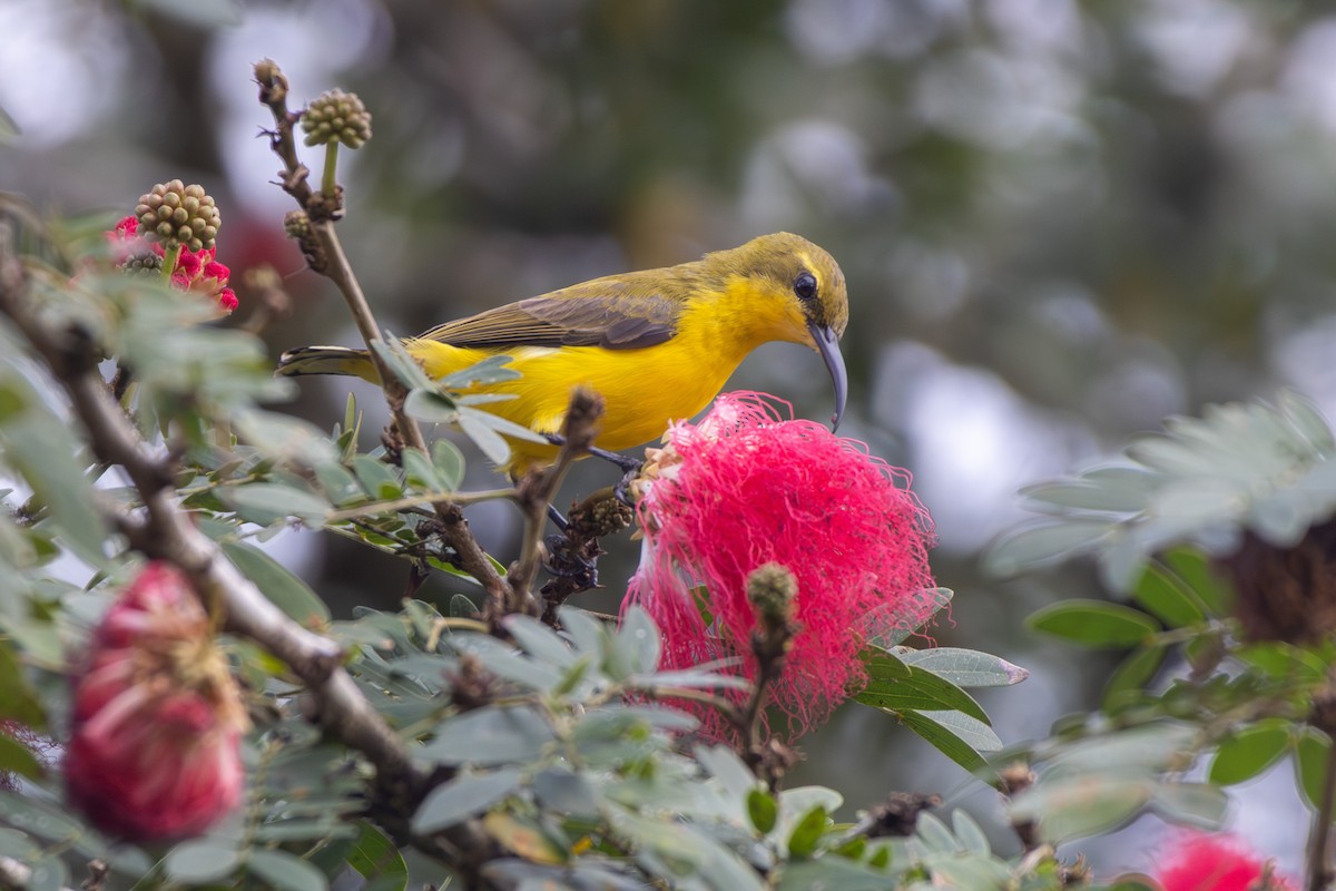 Sahul Sunbird - ML641871388