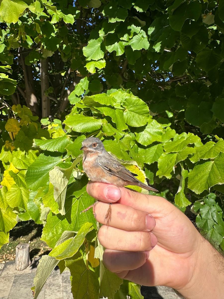 Western Subalpine Warbler - ML641871390