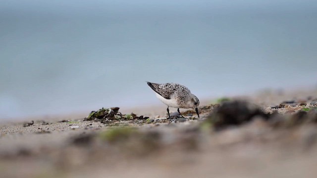 Sanderling - ML641871392