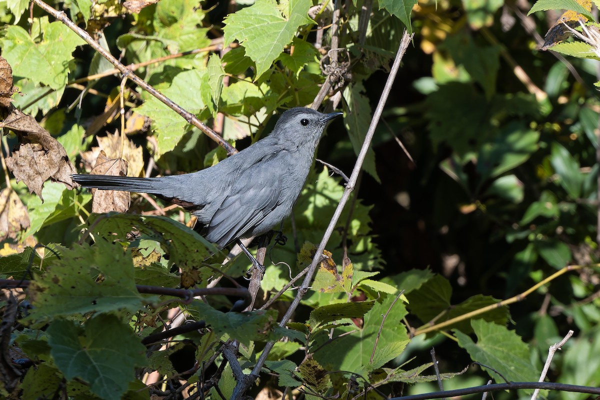 Gray Catbird - ML641871398