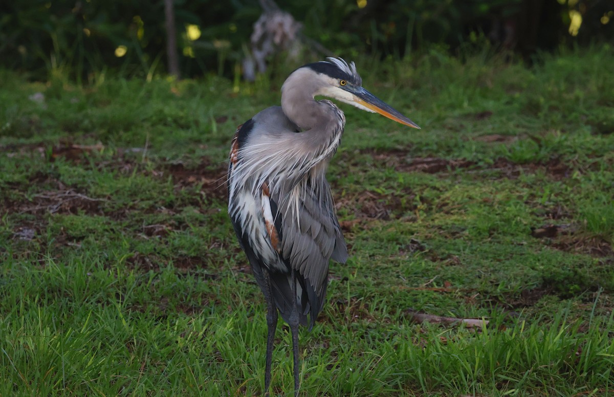 Great Blue Heron - ML641871402