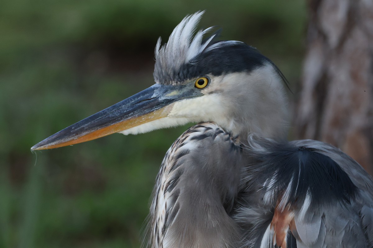 Great Blue Heron - ML641871403