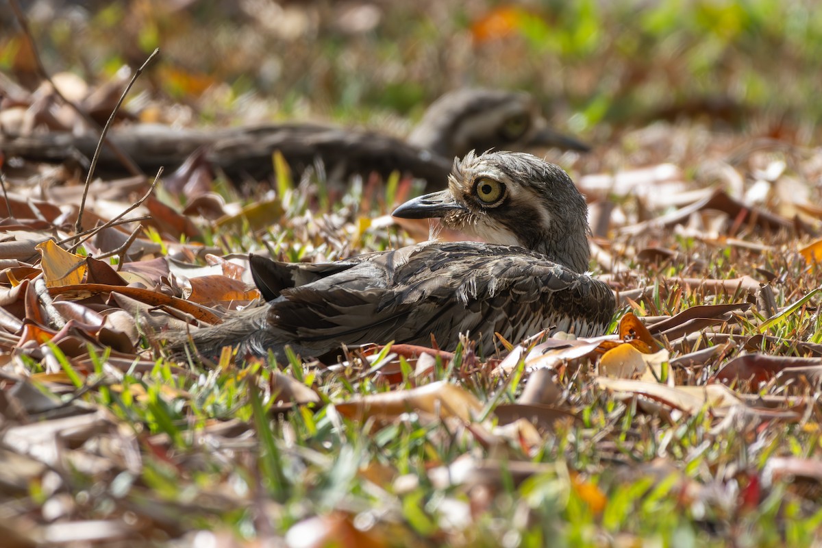 Bush Thick-knee - ML641871406