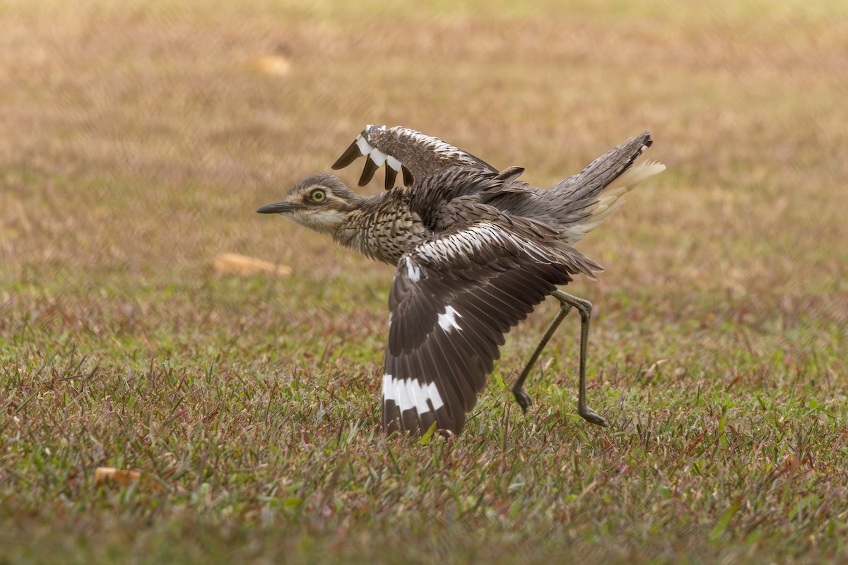Bush Thick-knee - ML641871407