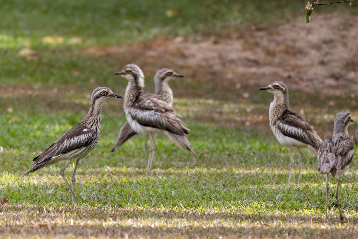 Bush Thick-knee - ML641871408