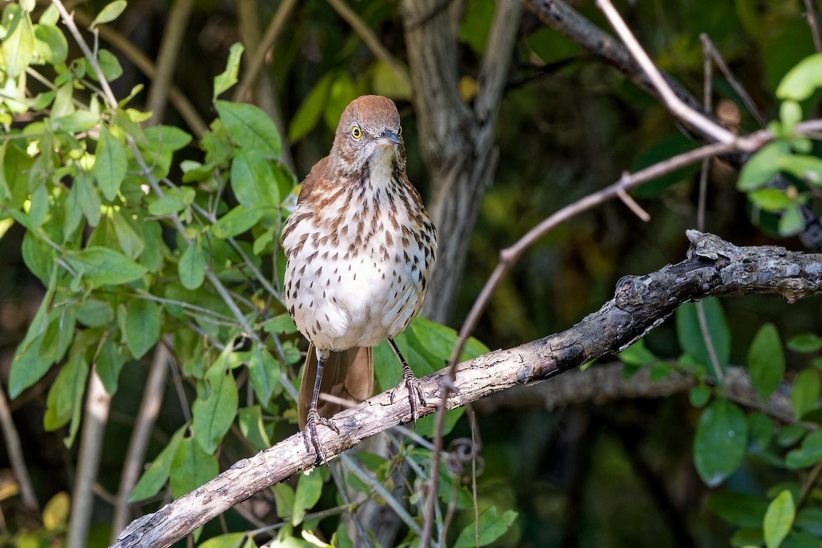 Brown Thrasher - ML641871411
