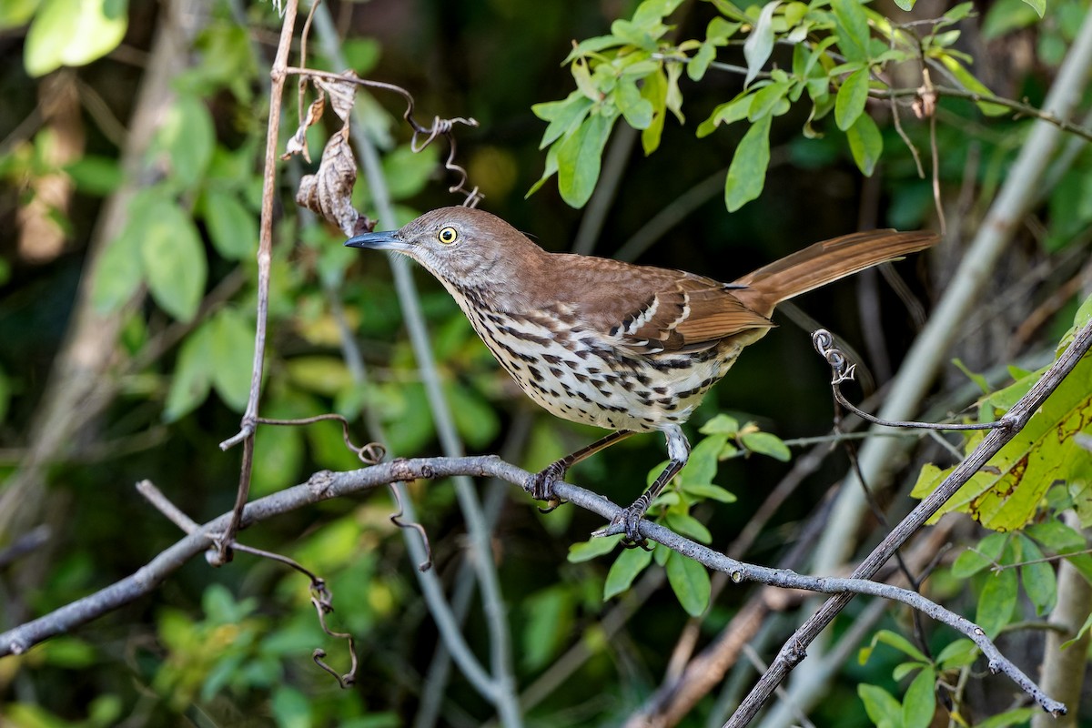 Brown Thrasher - ML641871412
