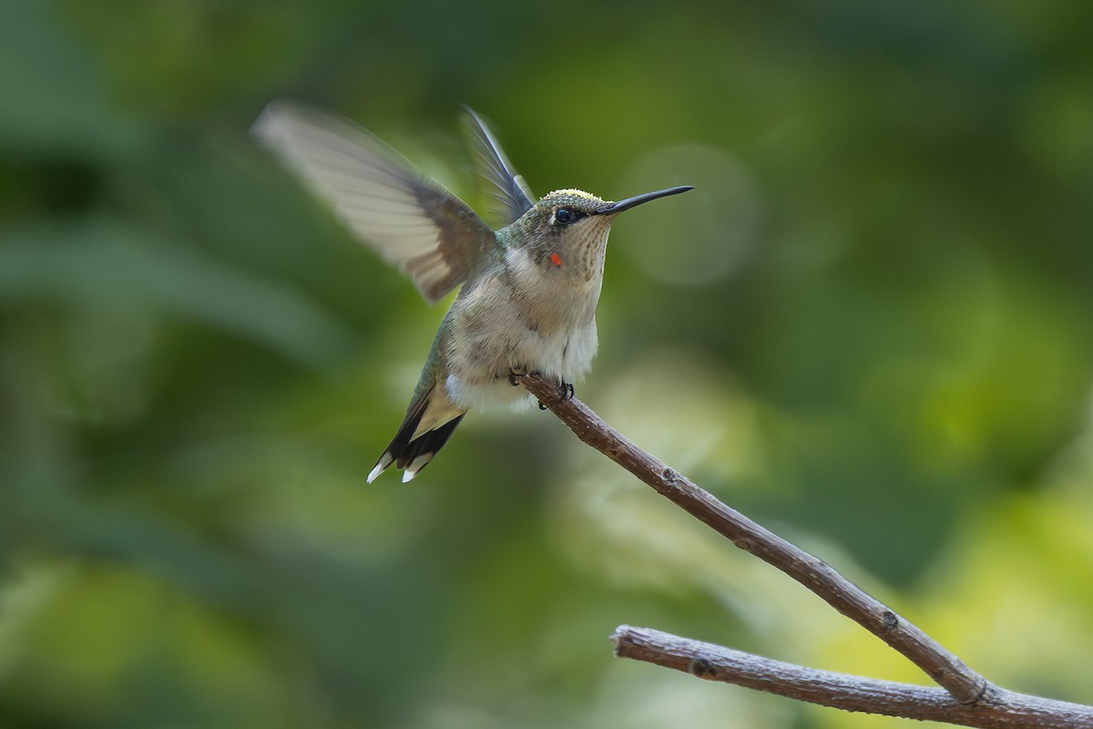 Ruby-throated Hummingbird - ML641871422