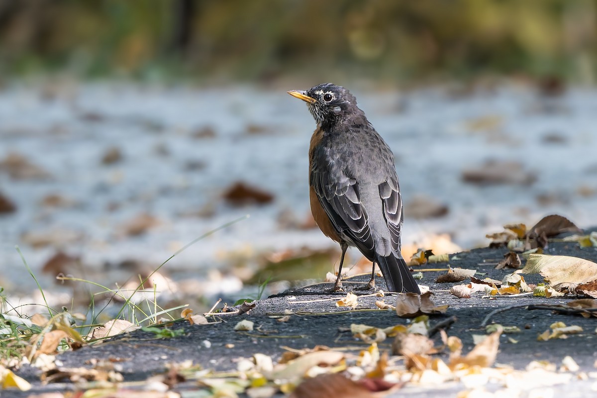 American Robin - ML641871427