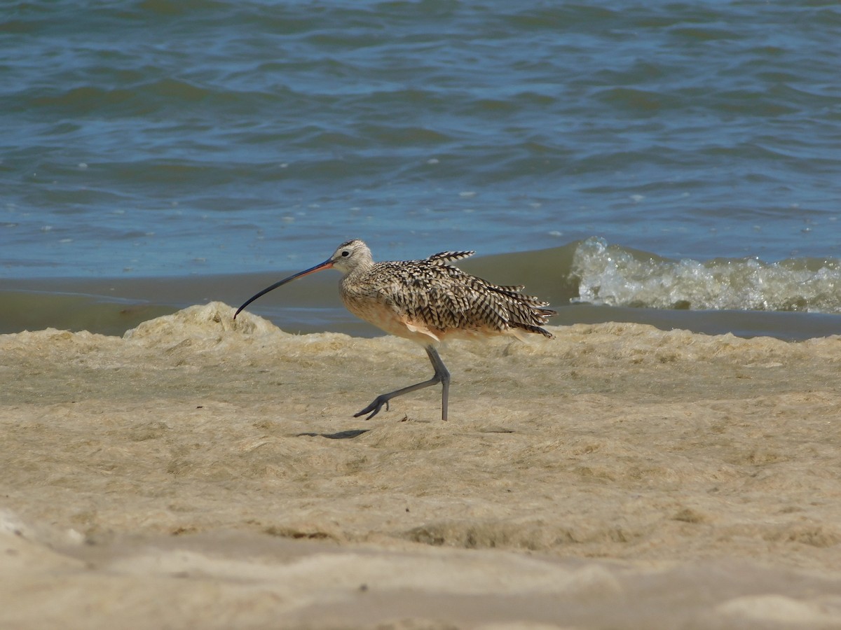 Long-billed Curlew - ML641871431