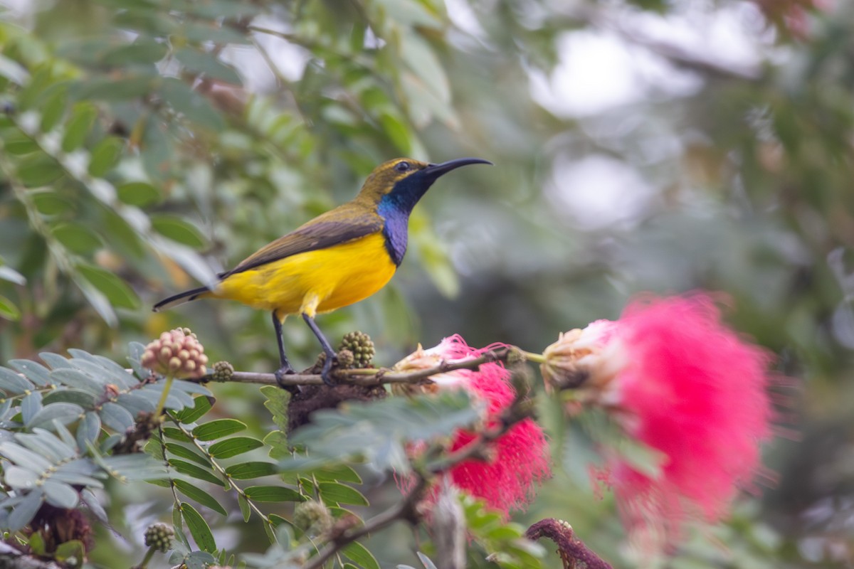 Sahul Sunbird - ML641871432