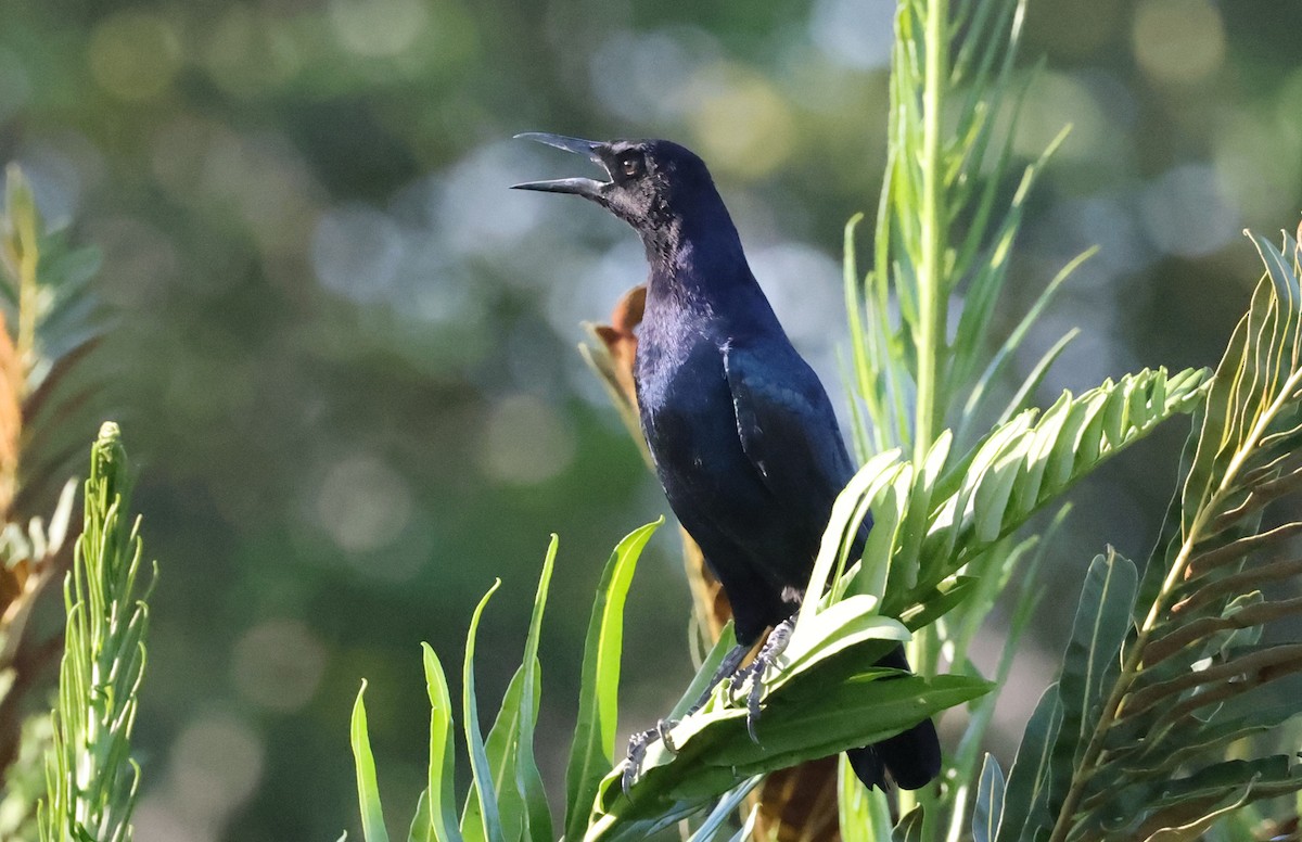 Boat-tailed Grackle - ML641871435