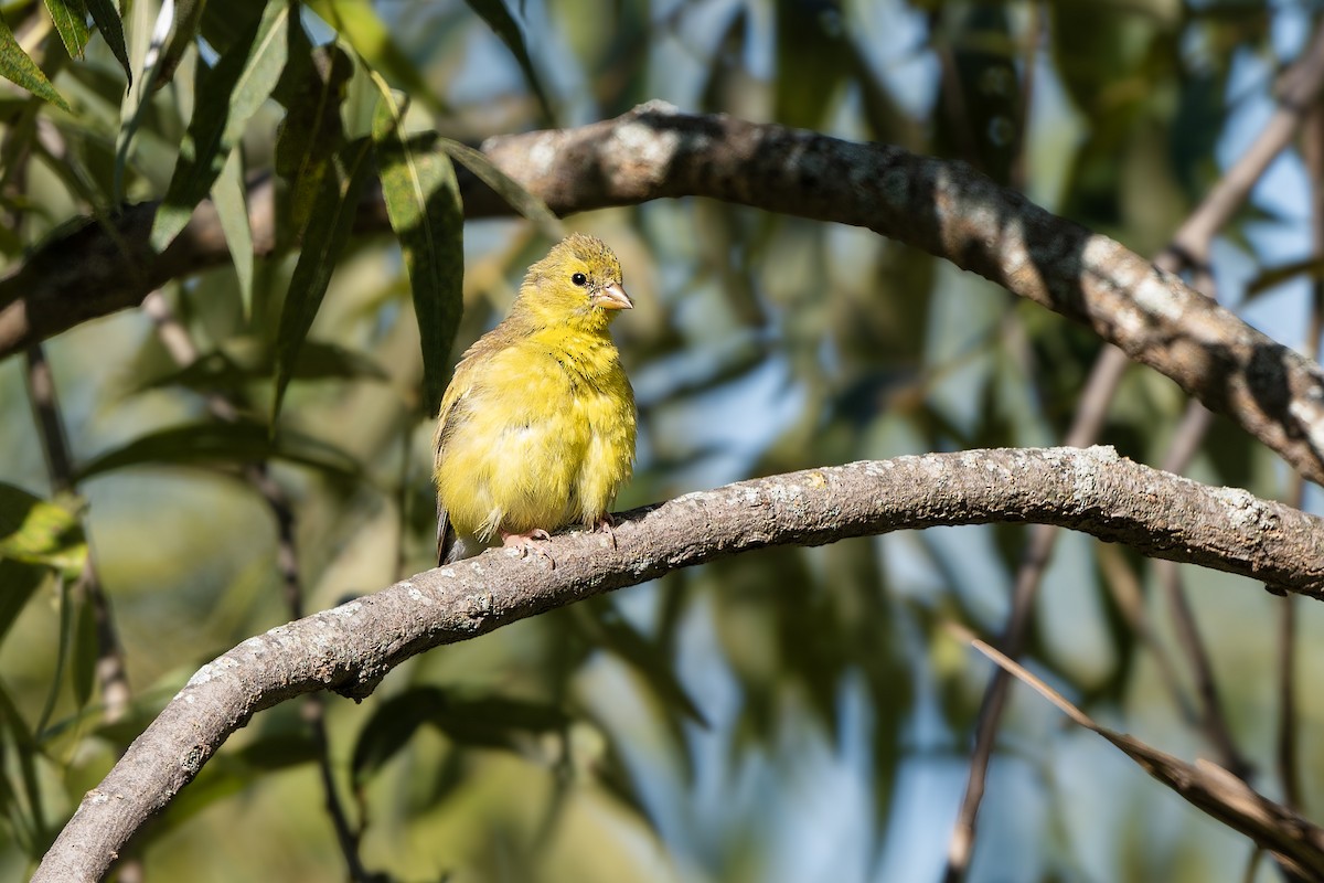 American Goldfinch - ML641871436
