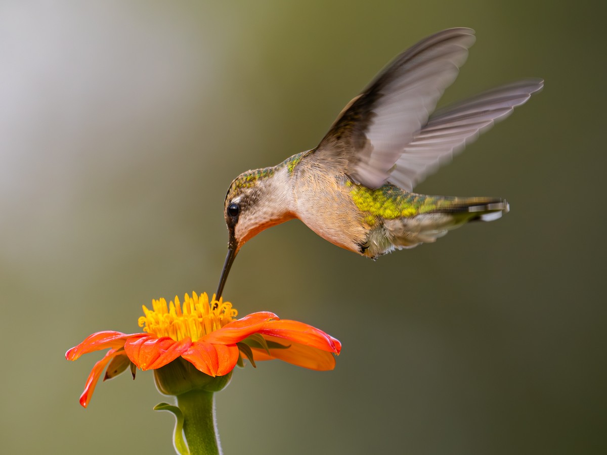Ruby-throated Hummingbird - ML641871439