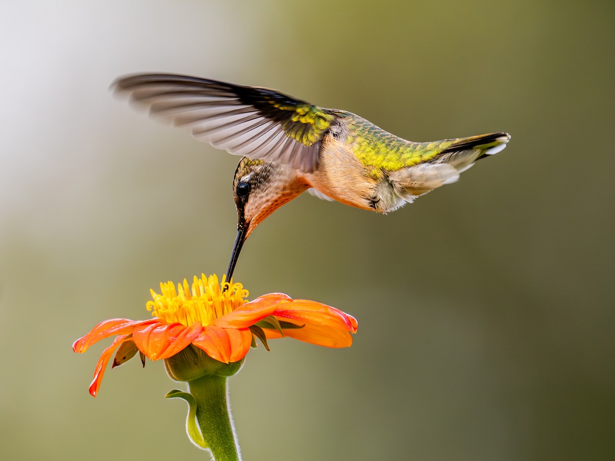 Ruby-throated Hummingbird - ML641871442