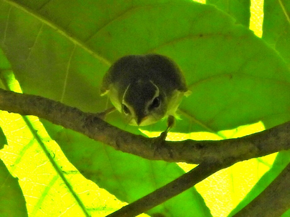 Arctic Warbler - ML641871476