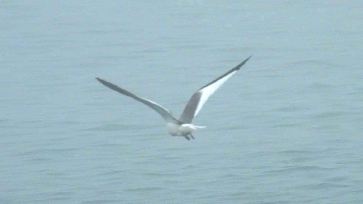 sabinemåke - ML641871486
