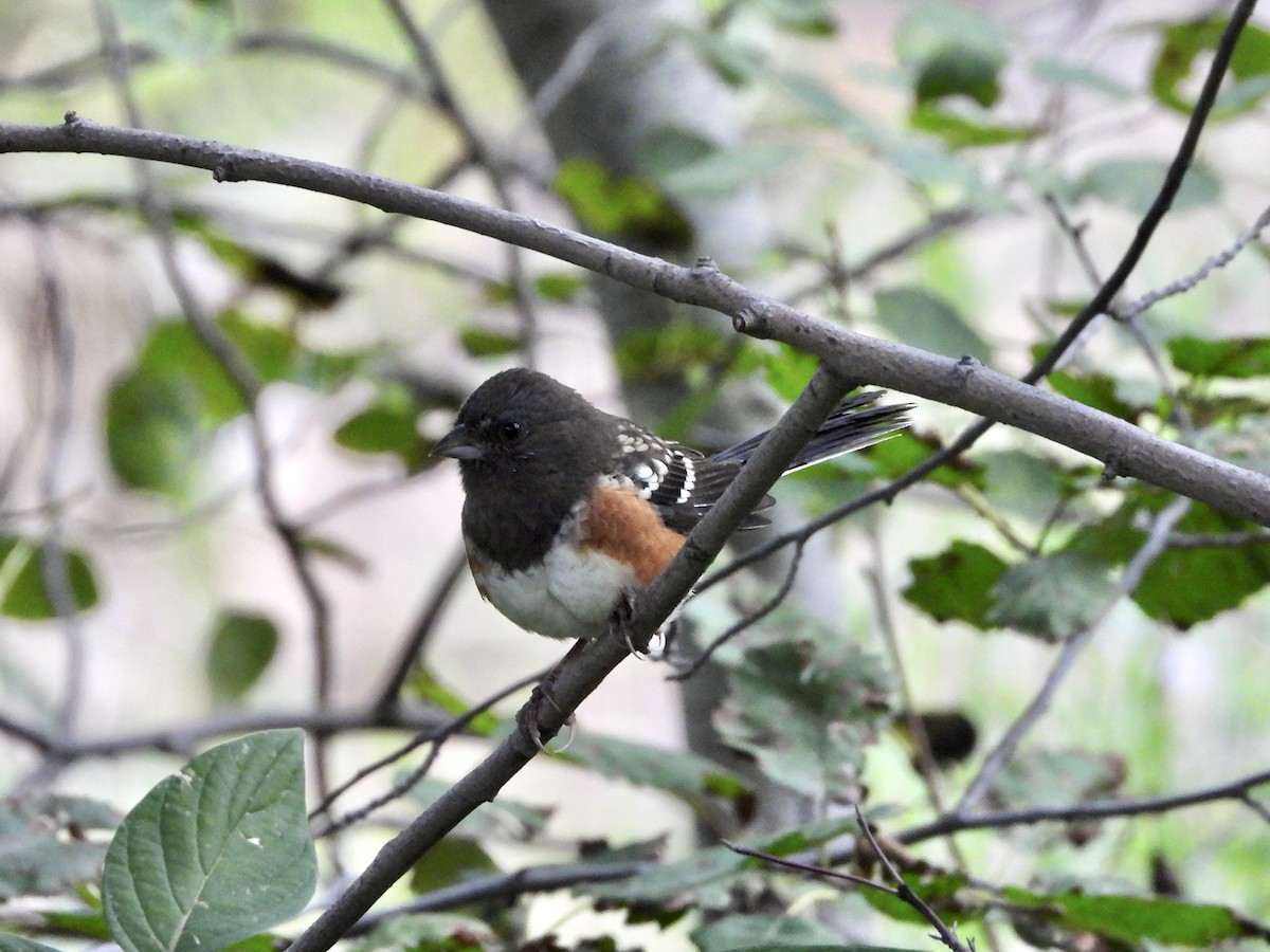 Spotted Towhee - ML641871489