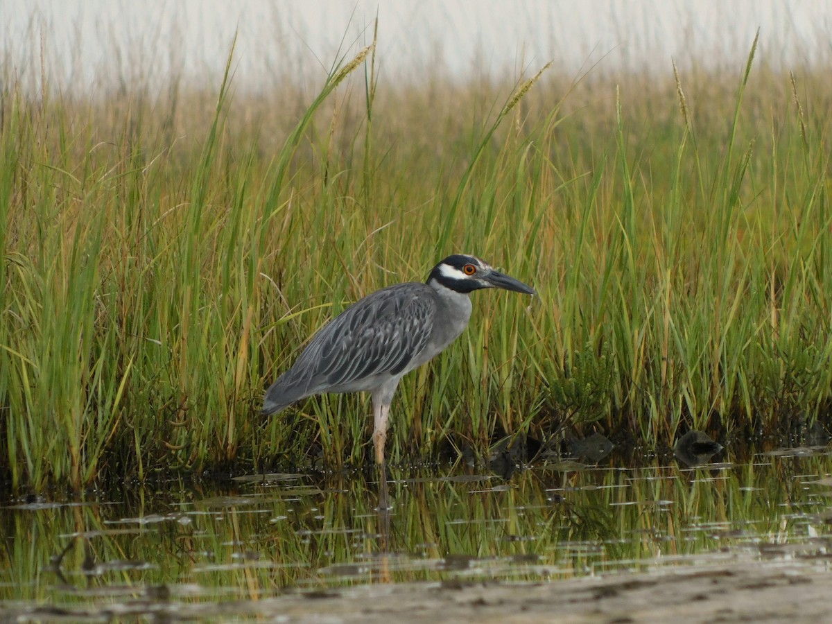 Yellow-crowned Night Heron - ML641871505