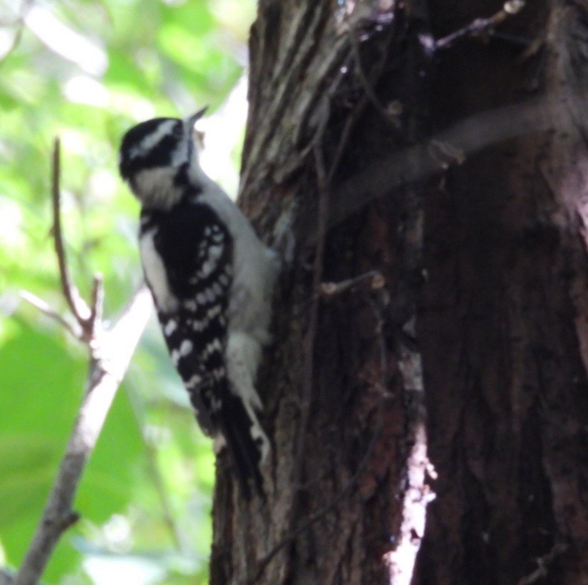 Downy Woodpecker - ML641871522