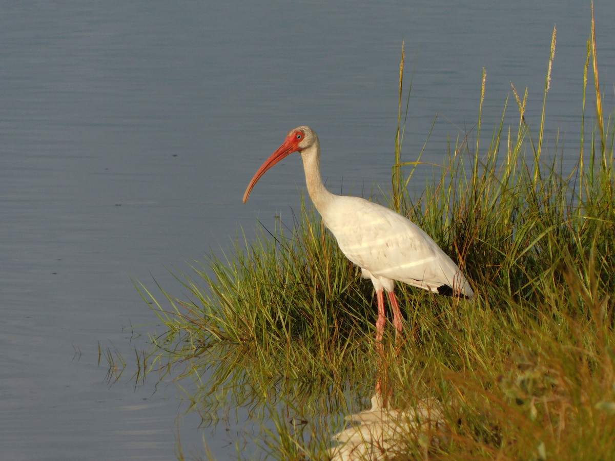 White Ibis - ML641871542