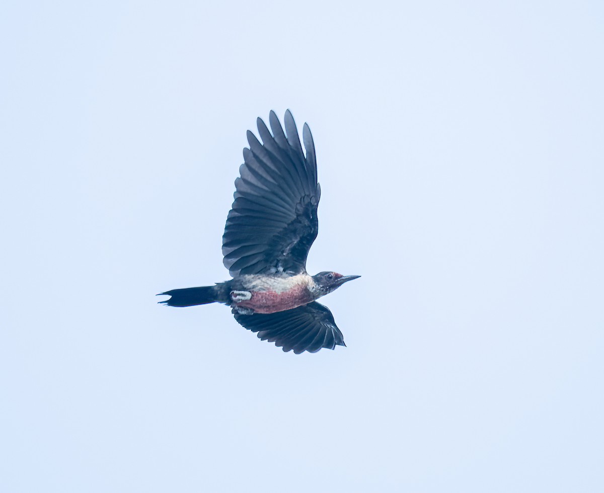 Lewis's Woodpecker - ML641871553
