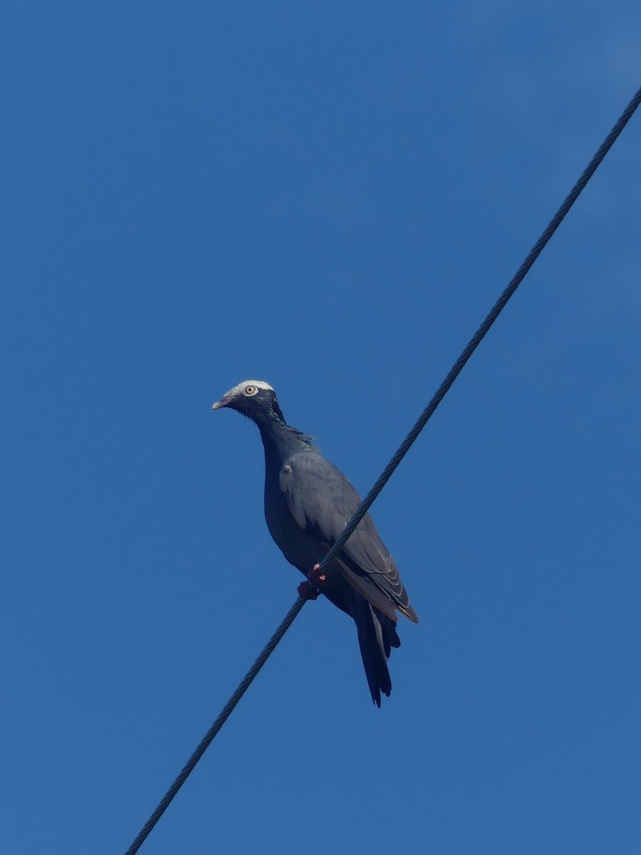 White-crowned Pigeon - ML641871554