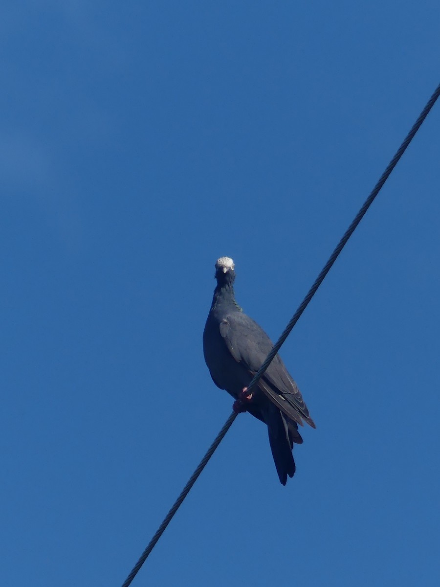 White-crowned Pigeon - ML641871555