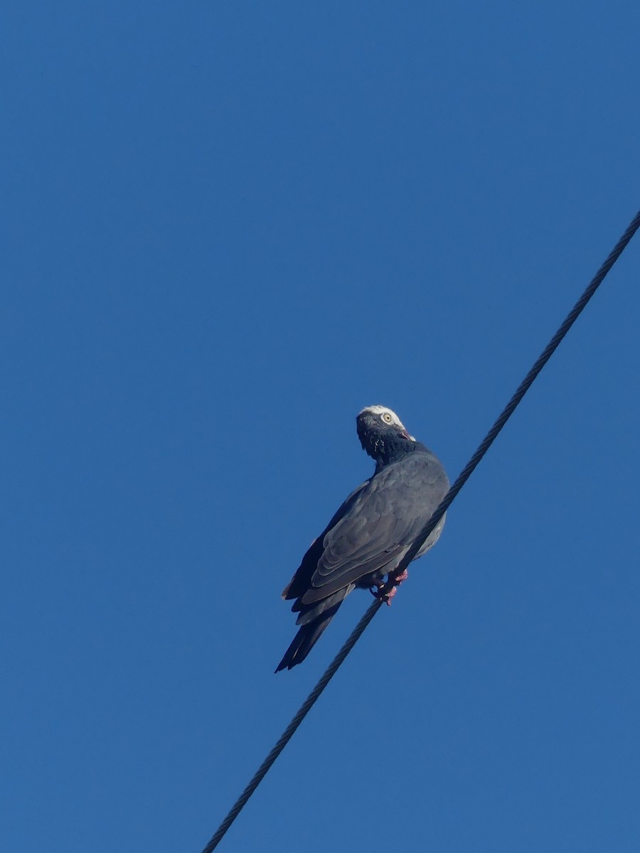 White-crowned Pigeon - ML641871556
