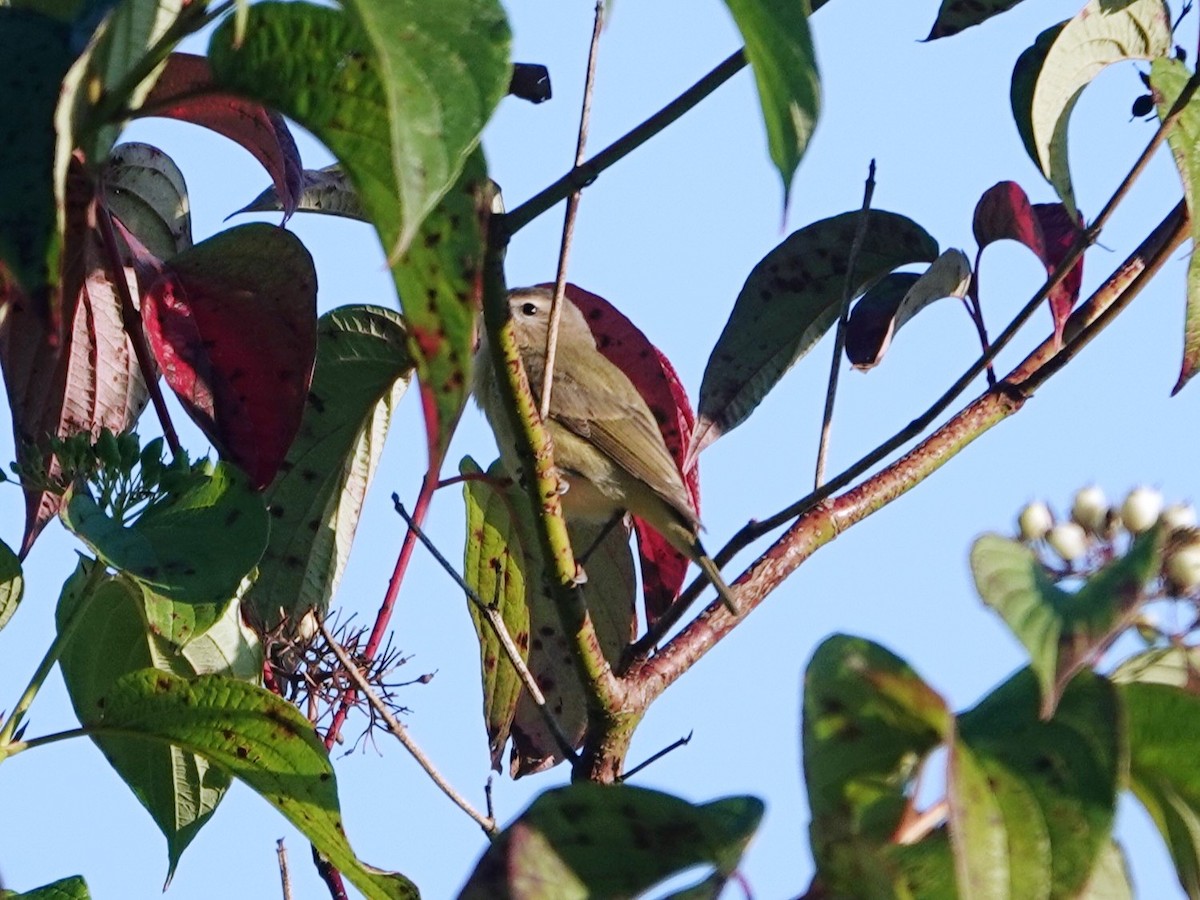Warbling Vireo - ML641871575