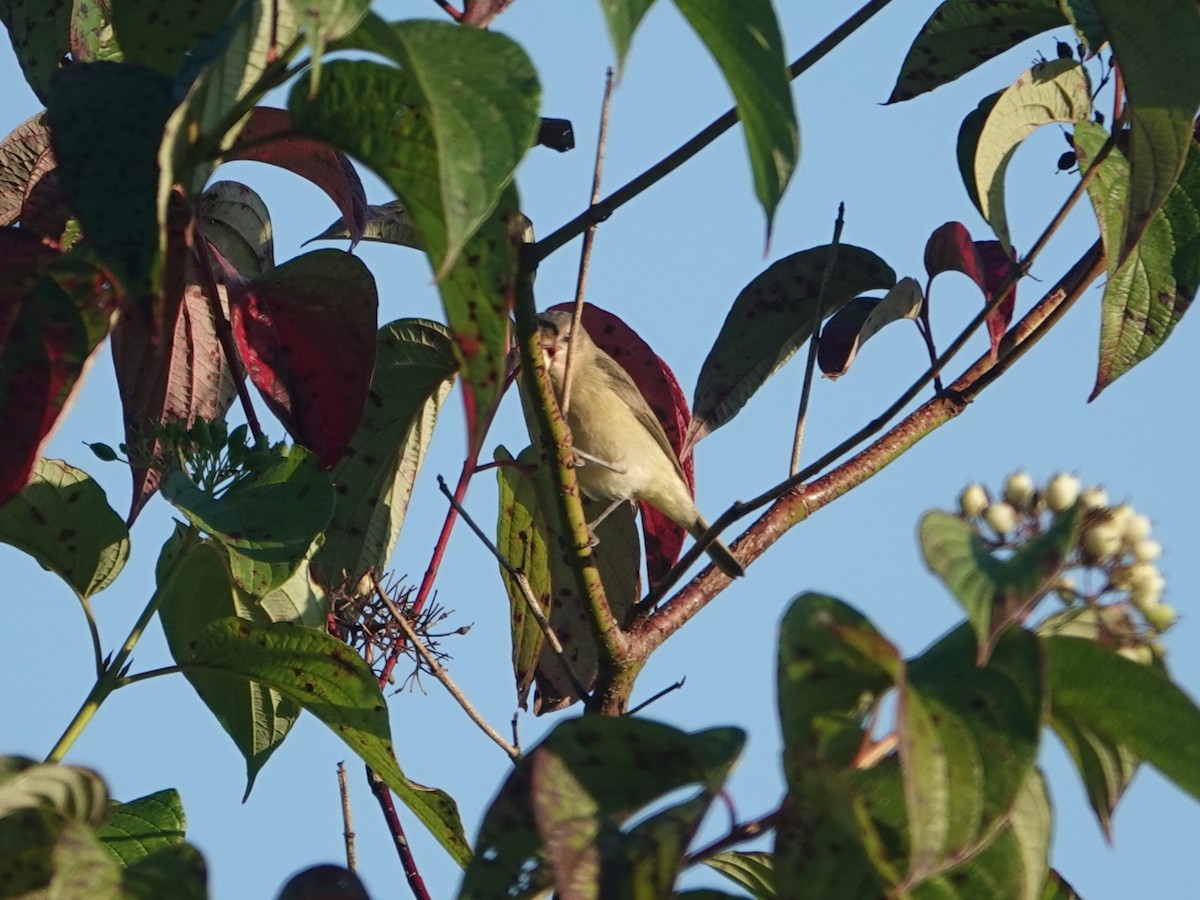 Warbling Vireo - ML641871576
