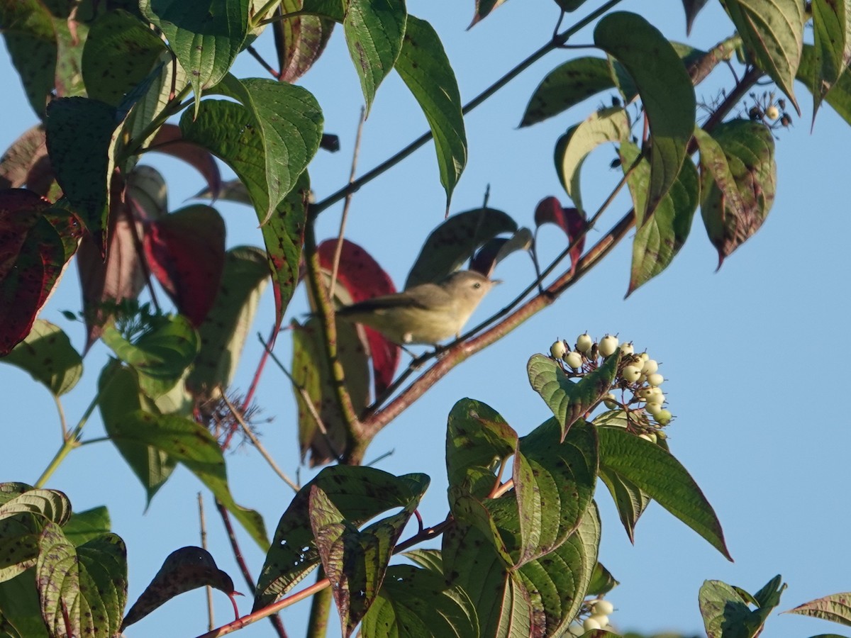 Warbling Vireo - ML641871577