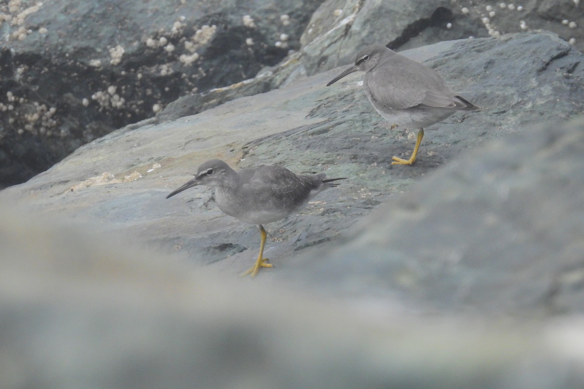 Wandering Tattler - ML641871585