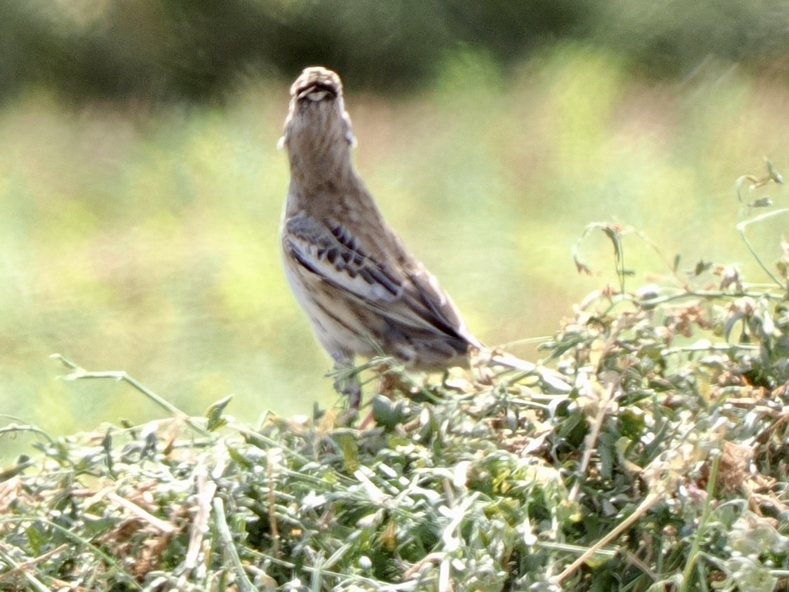 Lark Bunting - ML641871605