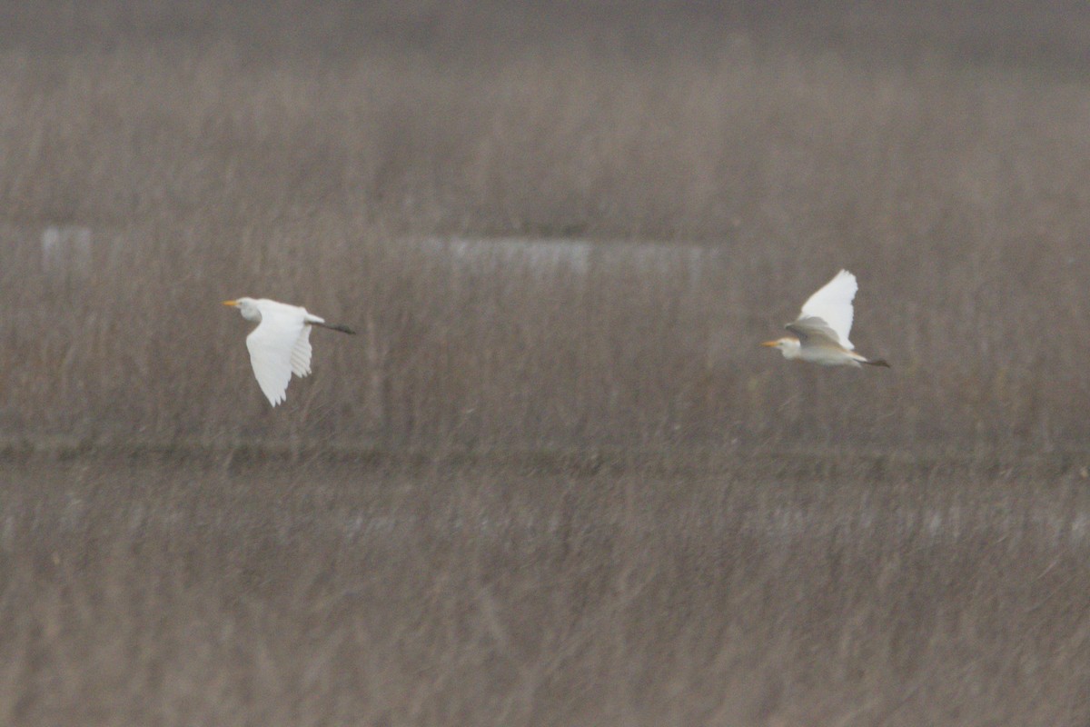 Western Cattle-Egret - ML641871618