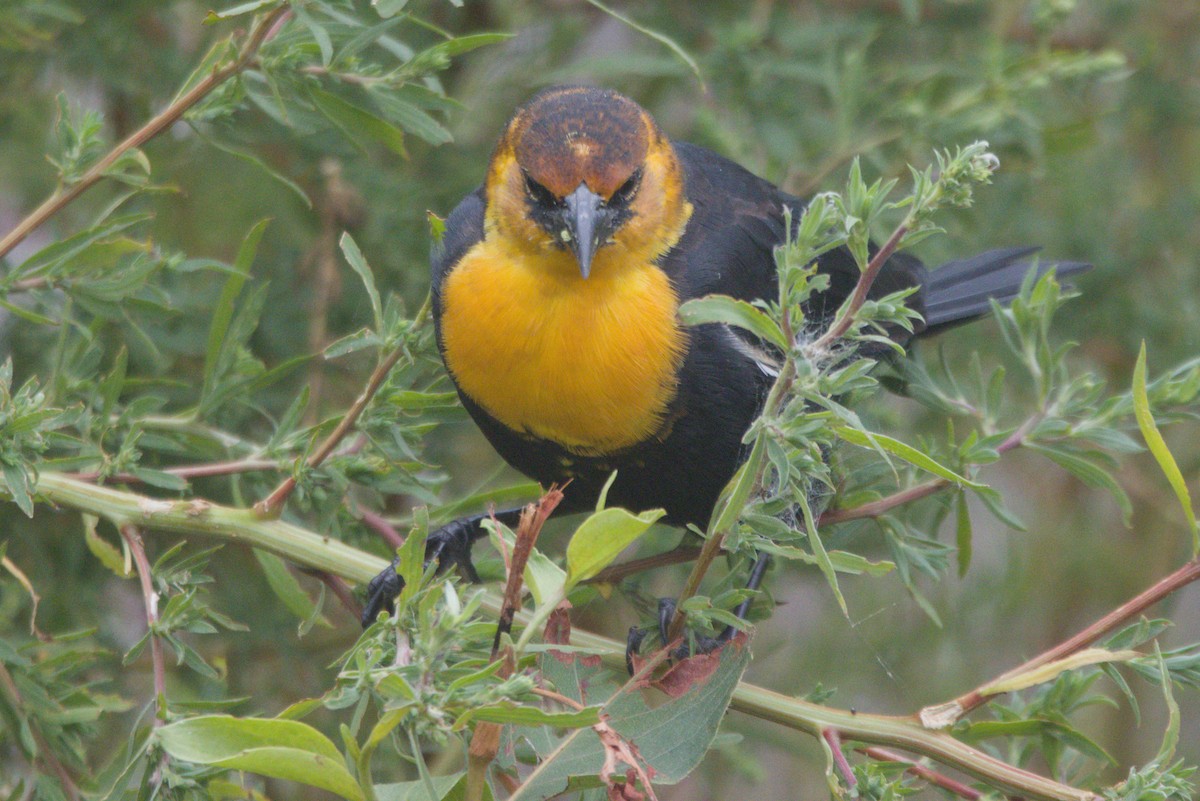 Yellow-headed Blackbird - ML641871621