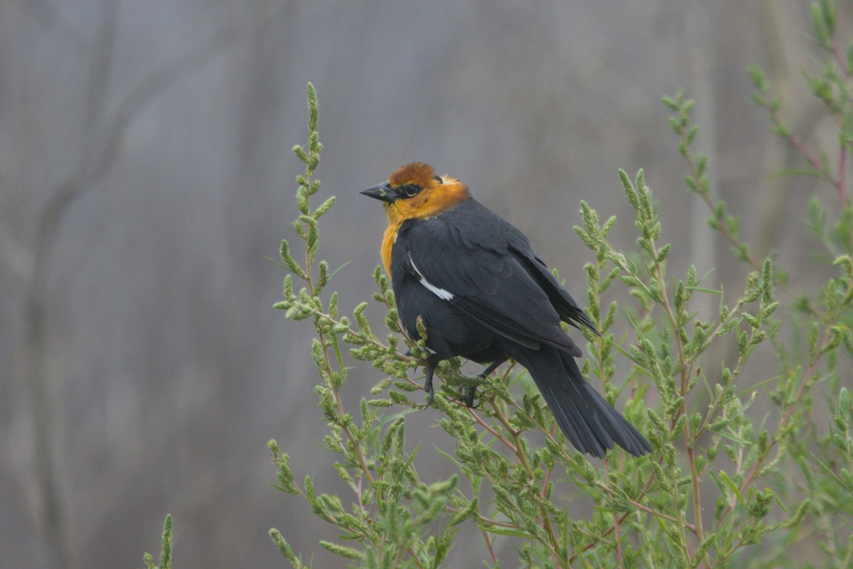 Yellow-headed Blackbird - ML641871622