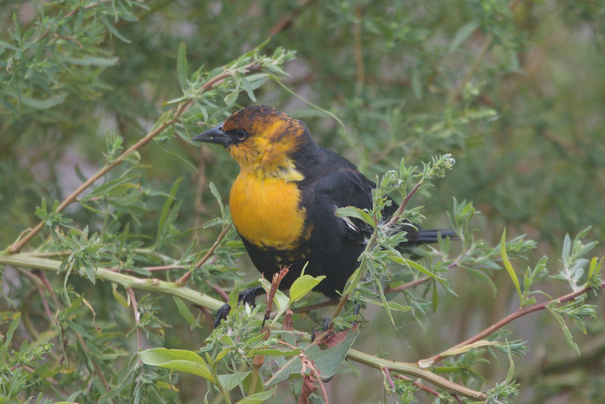 Yellow-headed Blackbird - ML641871623