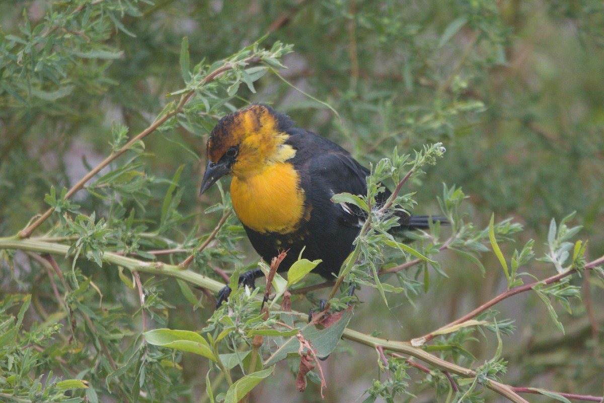 Yellow-headed Blackbird - ML641871626