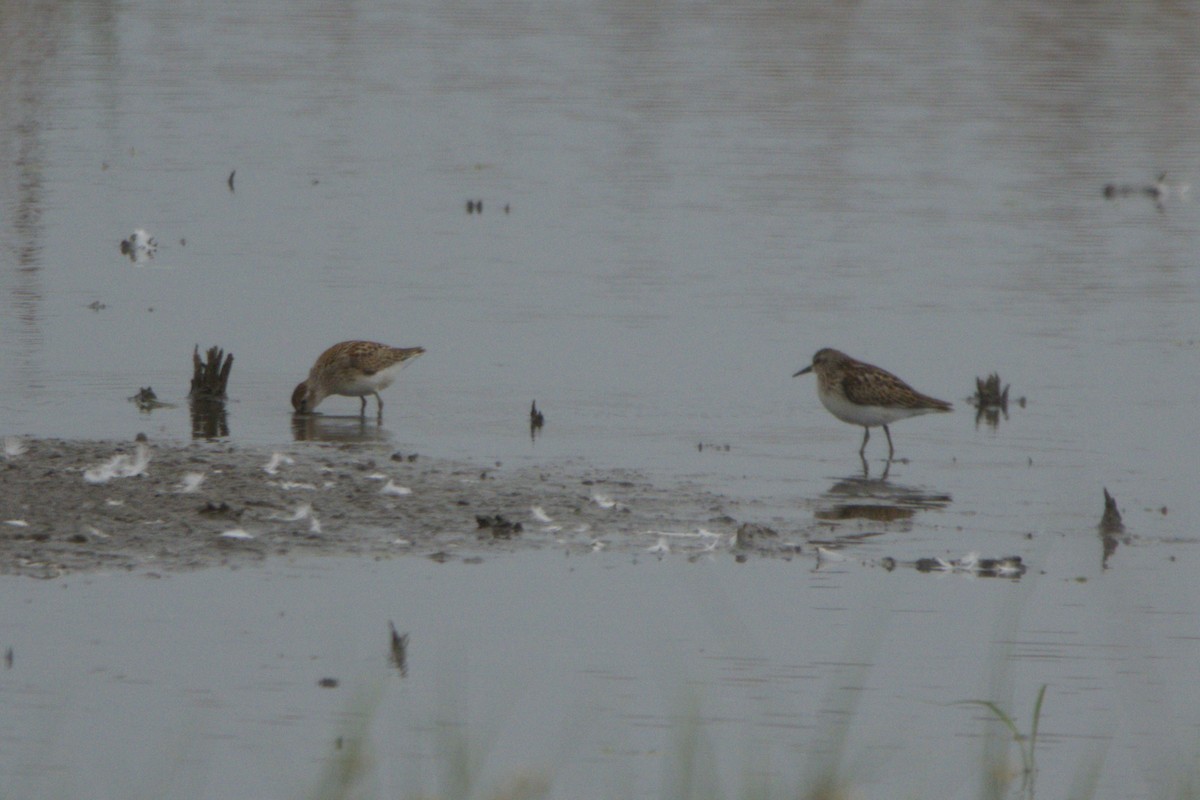 Least Sandpiper - ML641871631