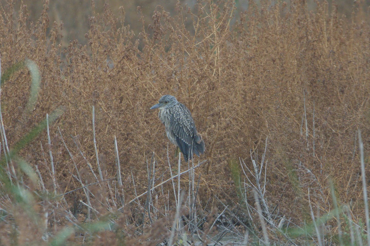Yellow-crowned Night Heron - ML641871643