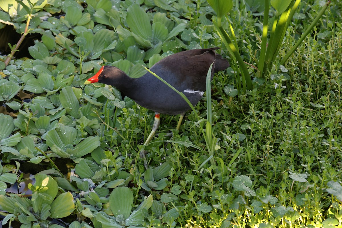 Common Gallinule - ML641871664