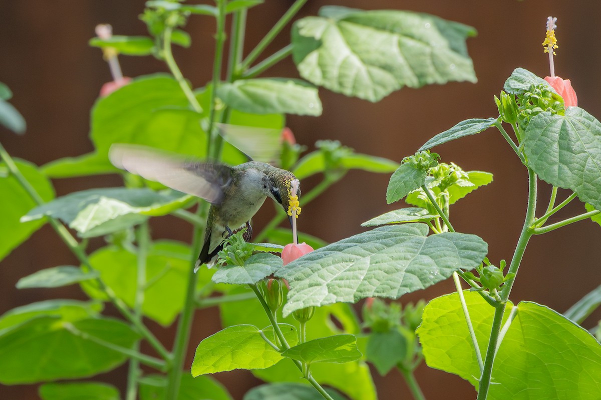 Ruby-throated Hummingbird - ML641871676