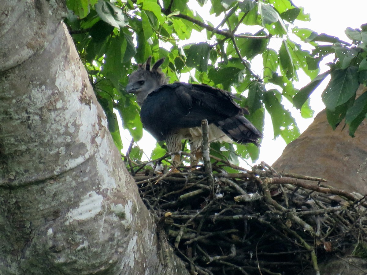 Harpy Eagle - ML641871679