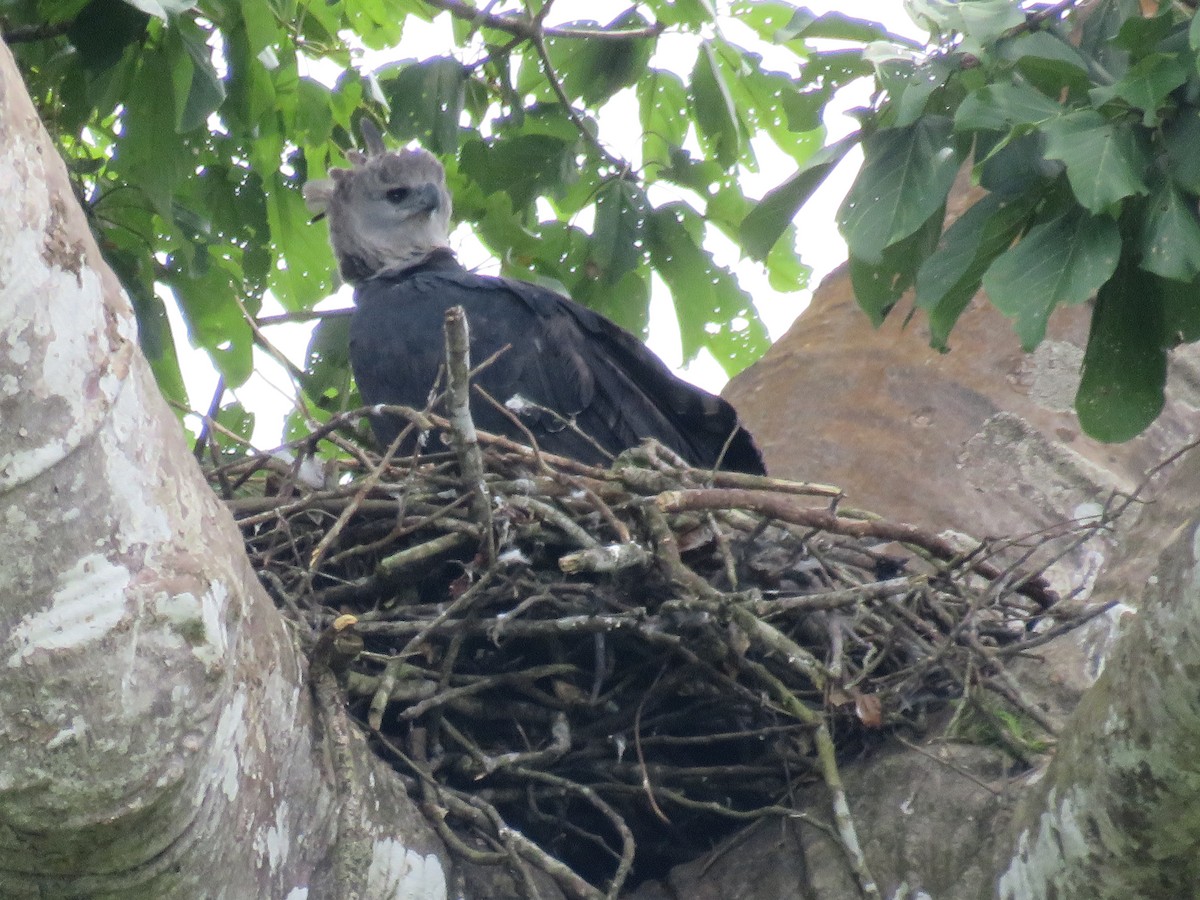 Harpy Eagle - ML641871681