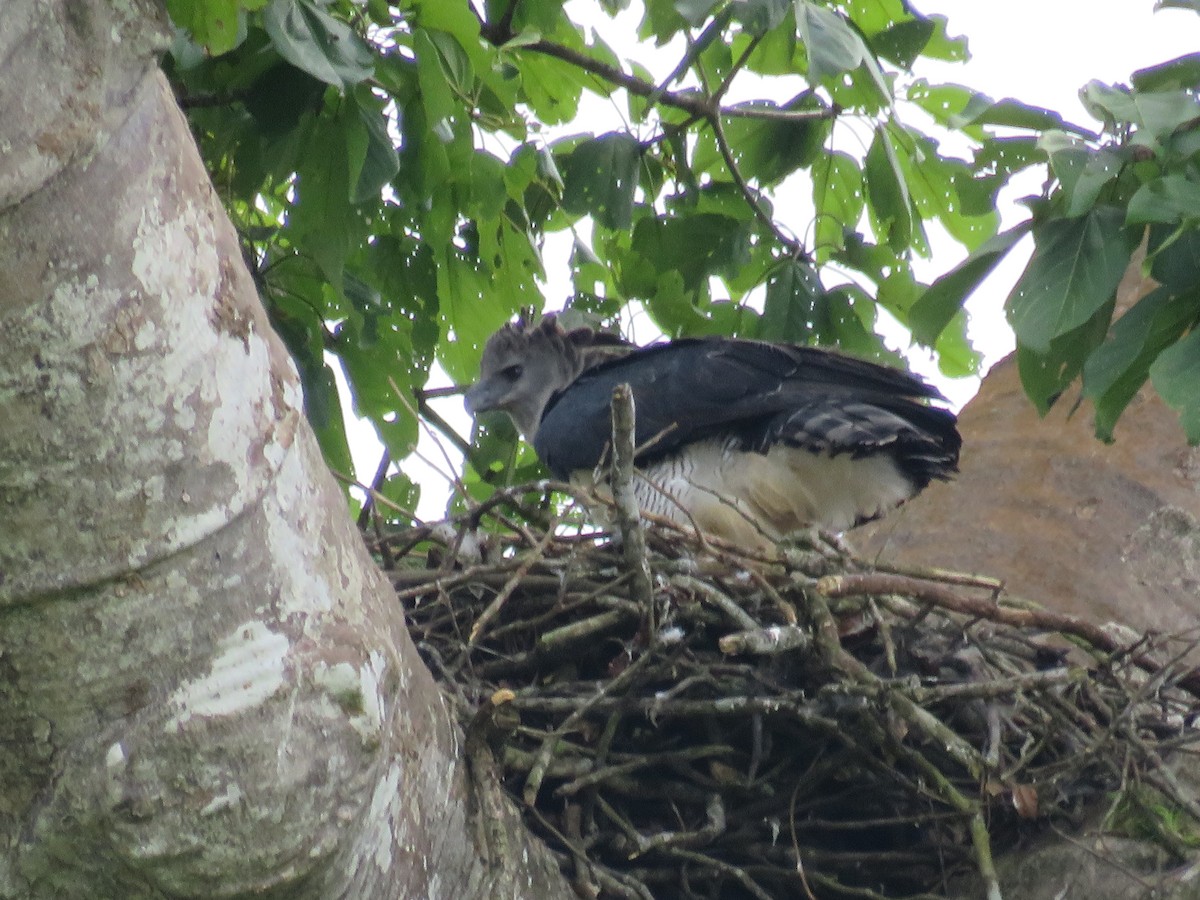 Harpy Eagle - ML641871682