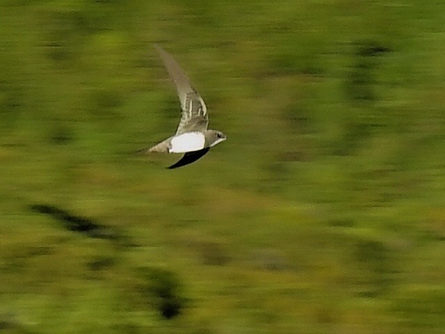 Alpine Swift - ML641871697